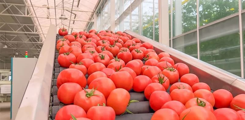 images/1674978692390tomato processing line.jpg